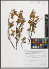 Foto von Salix phylicifolia L. x Salix retusa L.